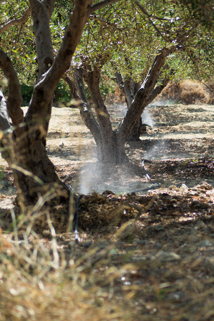 Watering Olive Trees Benedict Balzer Flickr