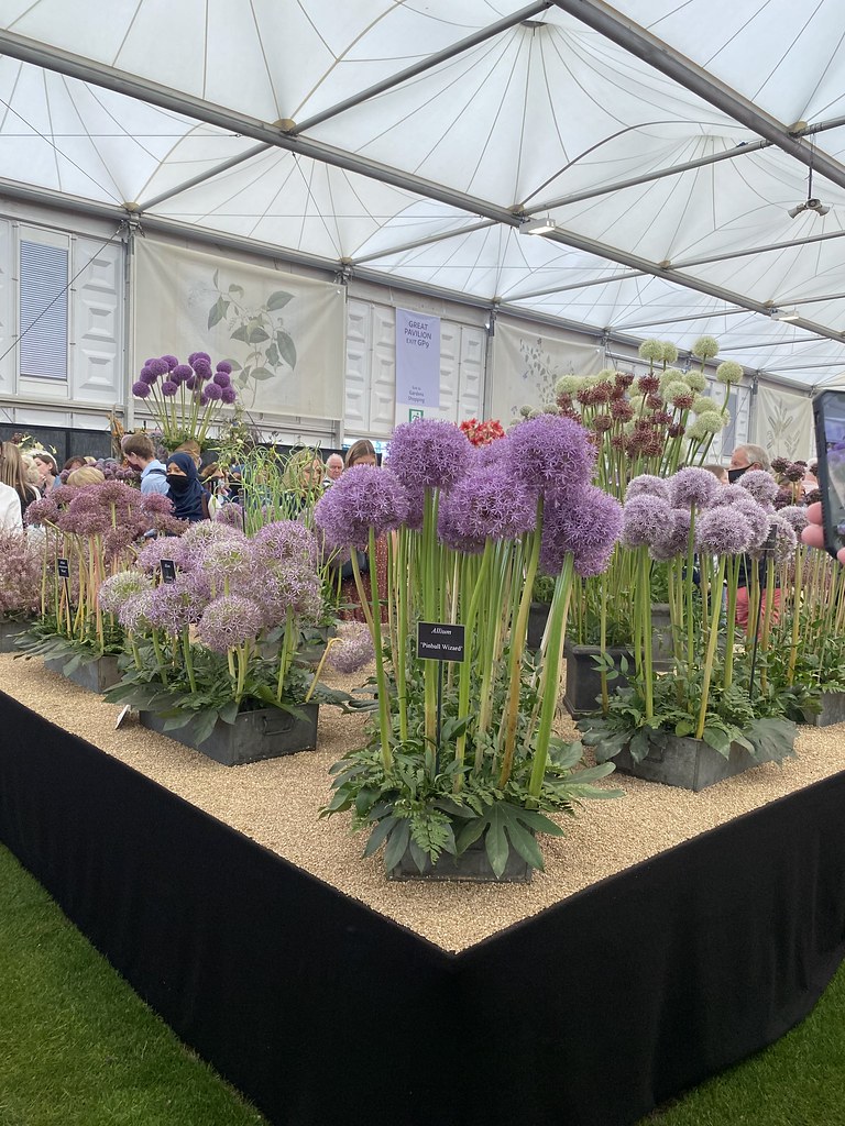 Chelsea flower show 2021 HannaStewy Flickr