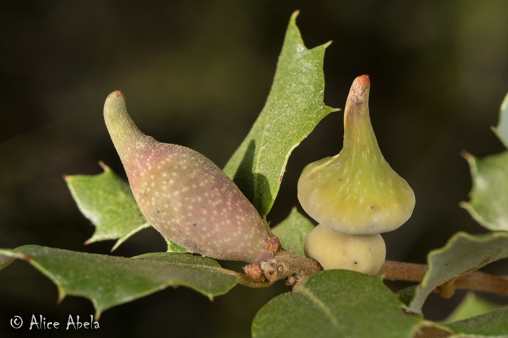 Beaked Spindle Gall Wasp (Heteroecus pacificus) and Mushro… Flickr