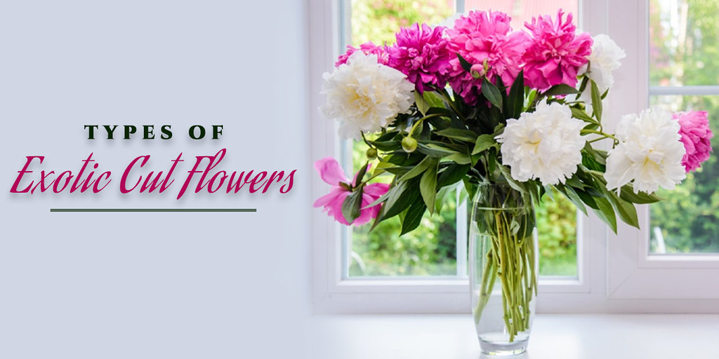 Introducing various types of exotic cut flowers by The Mor… Flickr