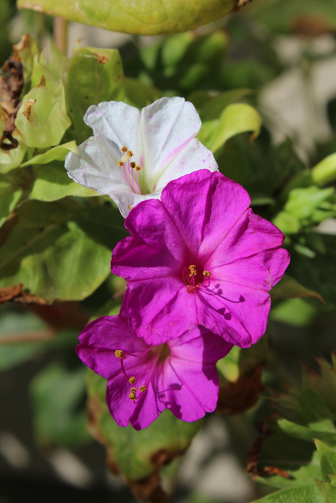 Flower003_Clarissa_Hadley Clarissa Hadley Flickr