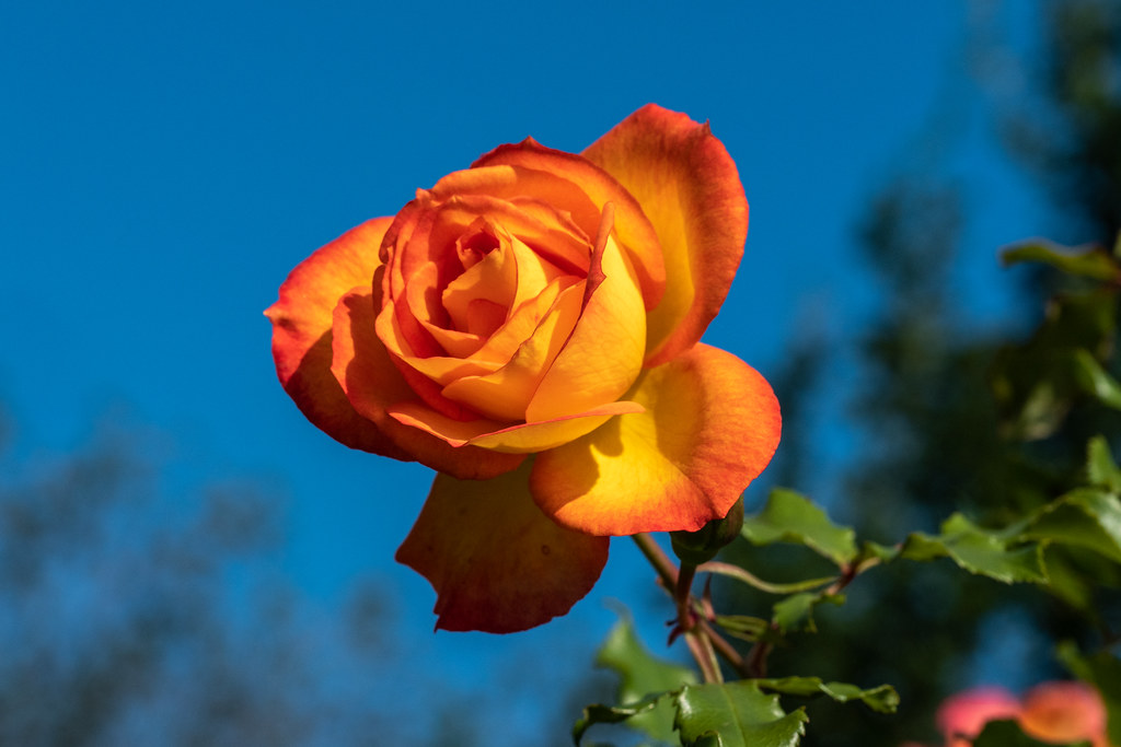 Berlin, Gärten der Welt / Berlin, Gardens of the World Ro… Flickr