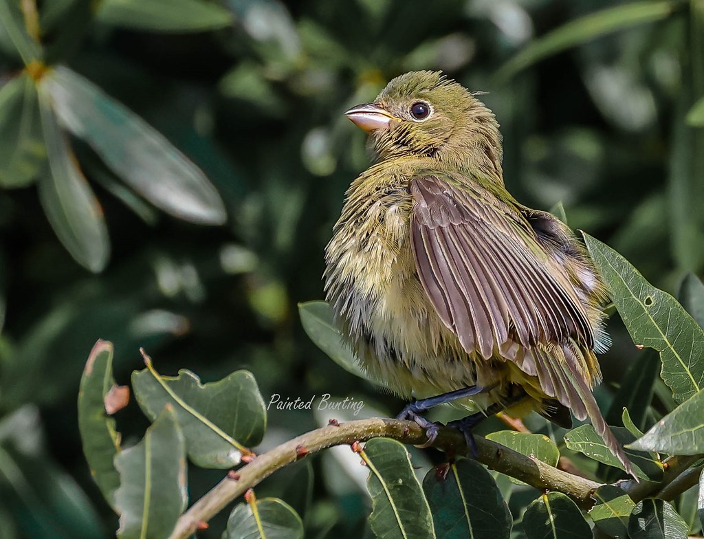 Painted Bunting Juvenile Male M.A. Flickr