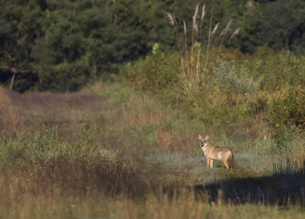 CoyoteHarford Co., MD Perryman Peninsula Mark R. Johnson Flickr
