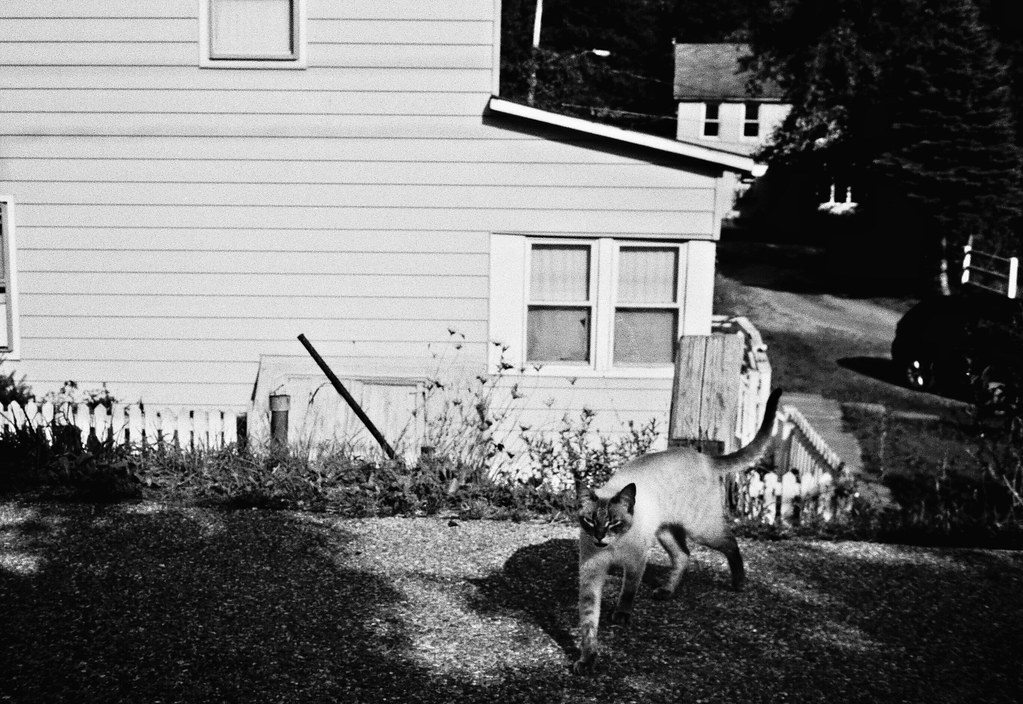 Cat in Hoosick Falls Keith Gray Flickr