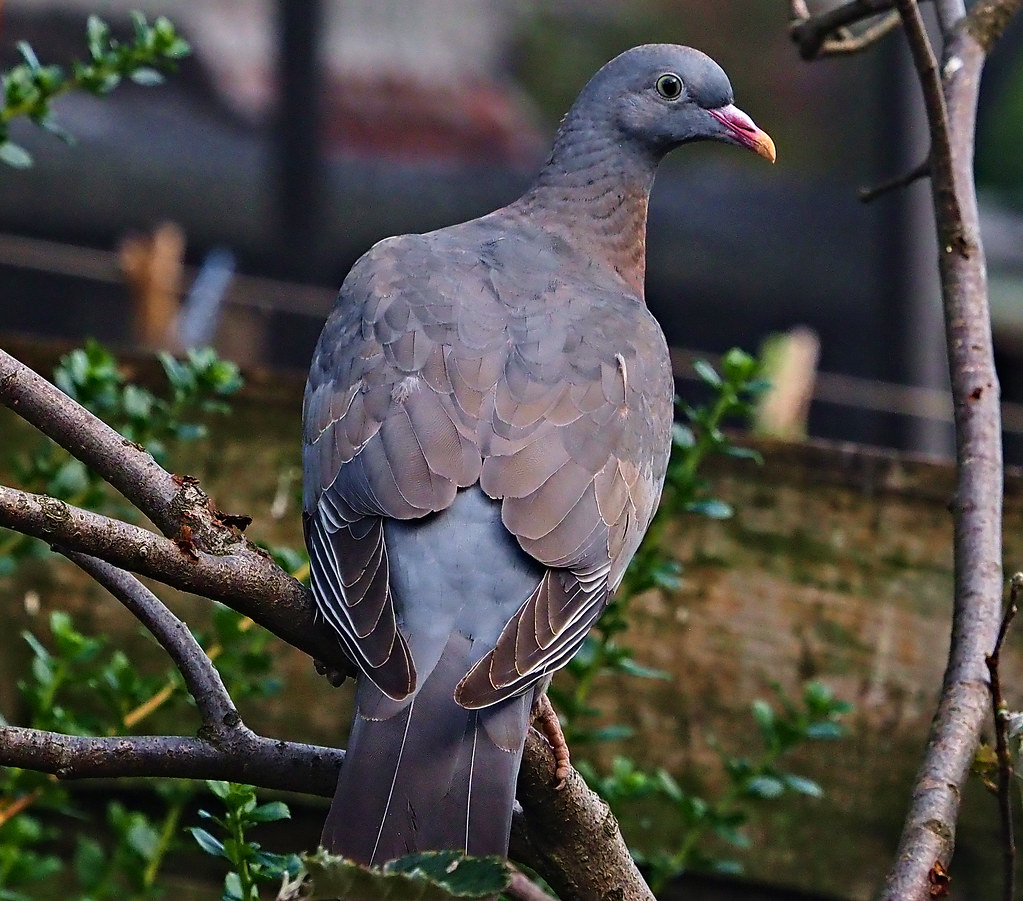 Juvenile Wood Pigeon Olwyn McEwen Flickr