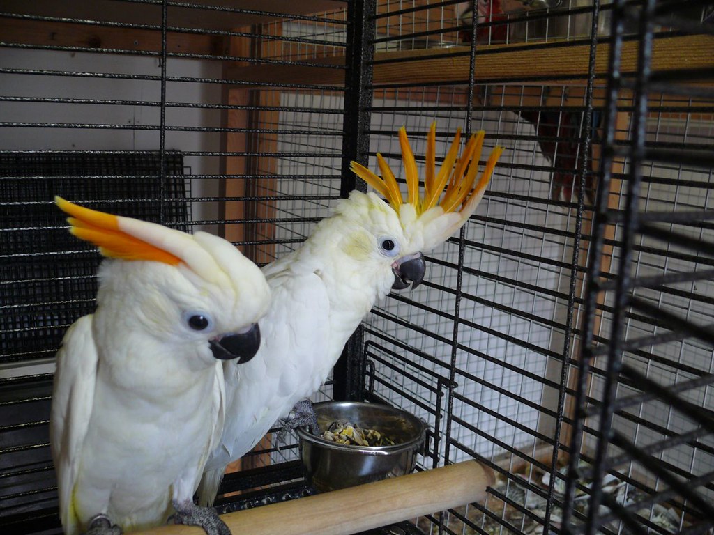 Citron Crested Cockatoo for sale Citron Crested Cockatoo f… Flickr