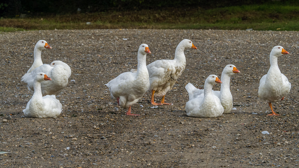 De Zoete Waters 20211002 OudHeverlee Raoul Heremans Flickr