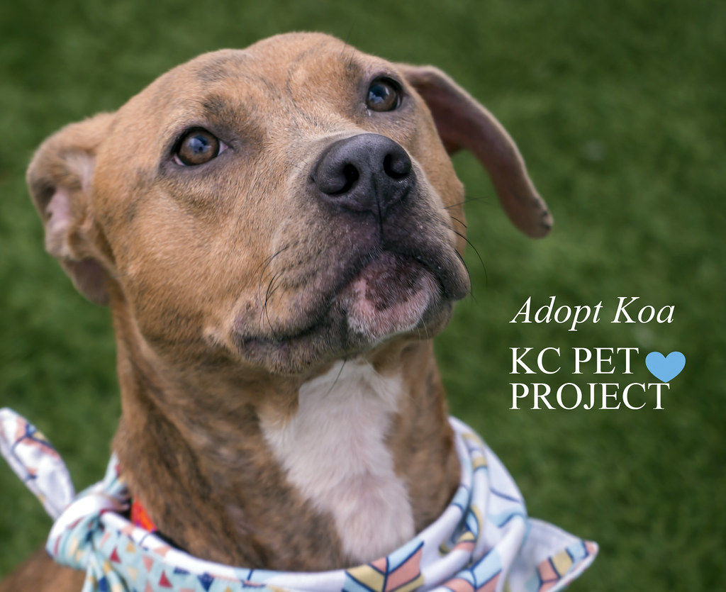 Koa (Adoptable at KC Pet Project) Melissa Peck Flickr