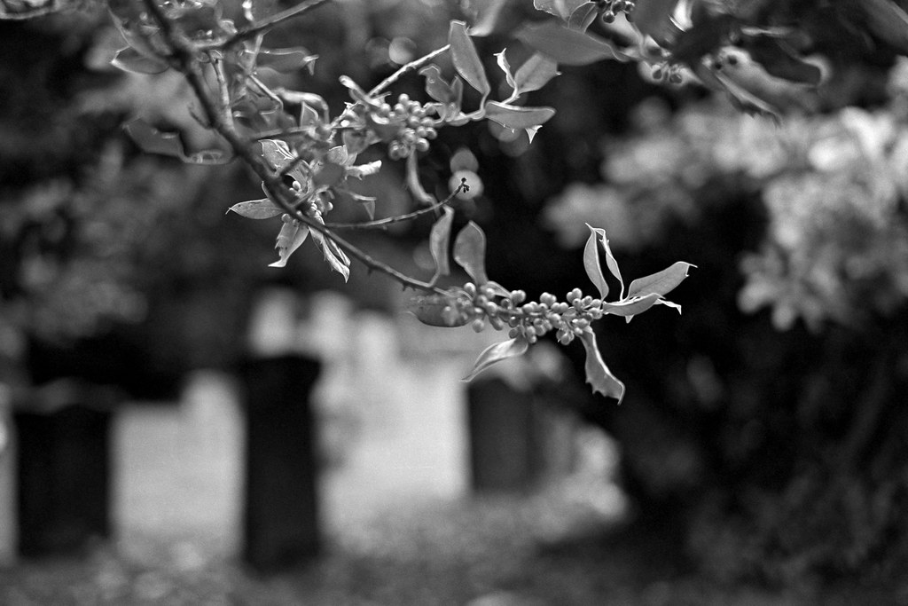 Leica MP _ 50 Lux _ Rhu Ilford XP2 iso 200 Bellini C41 3… Flickr