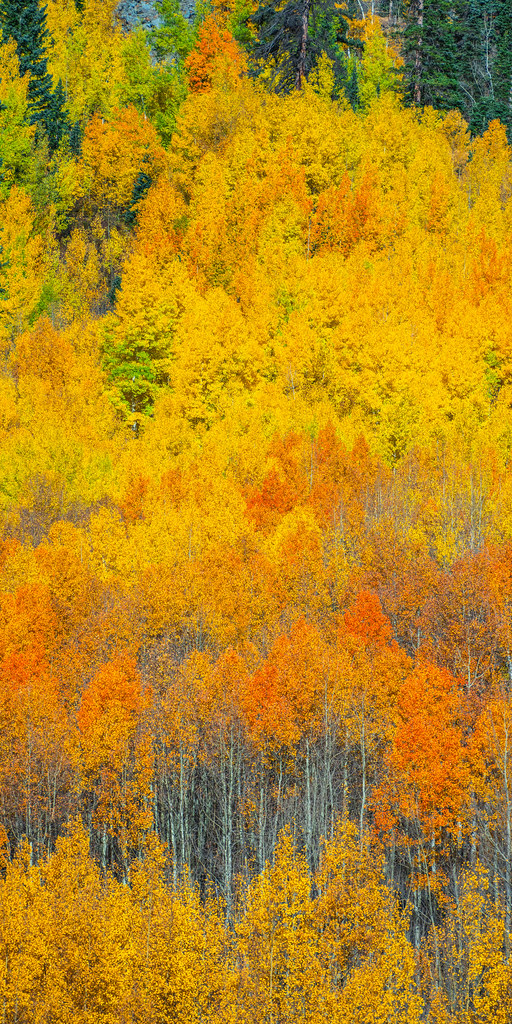 Ridgway Colorado Autumn Colors Snow Stormy Moody Weather F… Flickr