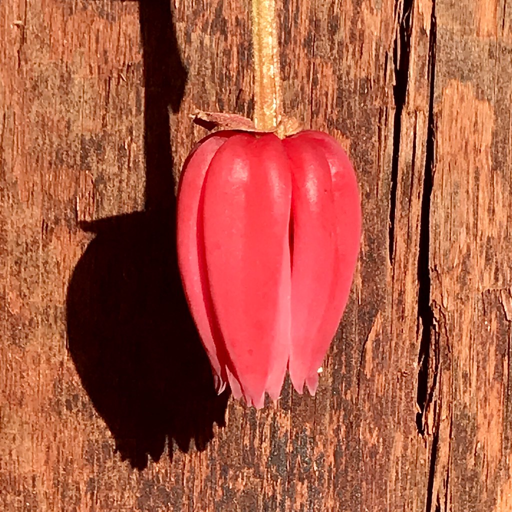 Scarlet leather flower Clematis texensis Tim Green Flickr