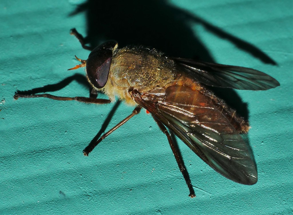 HORSE FLIES ARE BACK even at the night light P1210605 Flickr