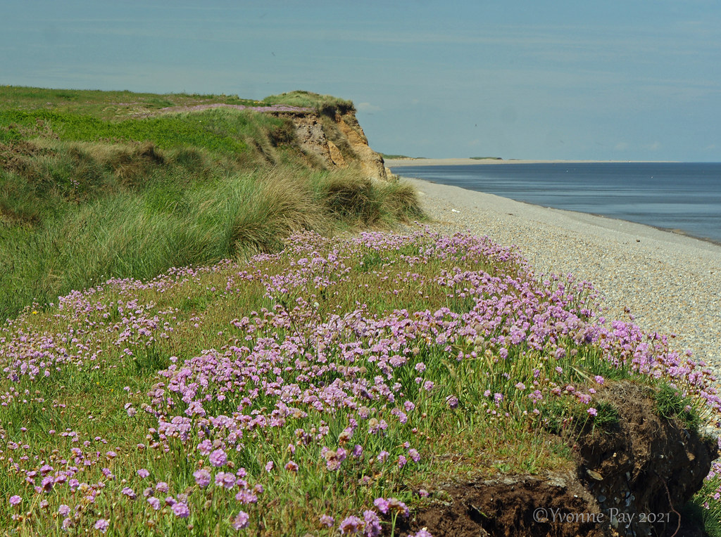 Cliff top Flowers at Weybourne, Norfolk taken in June. Yvonne Pay