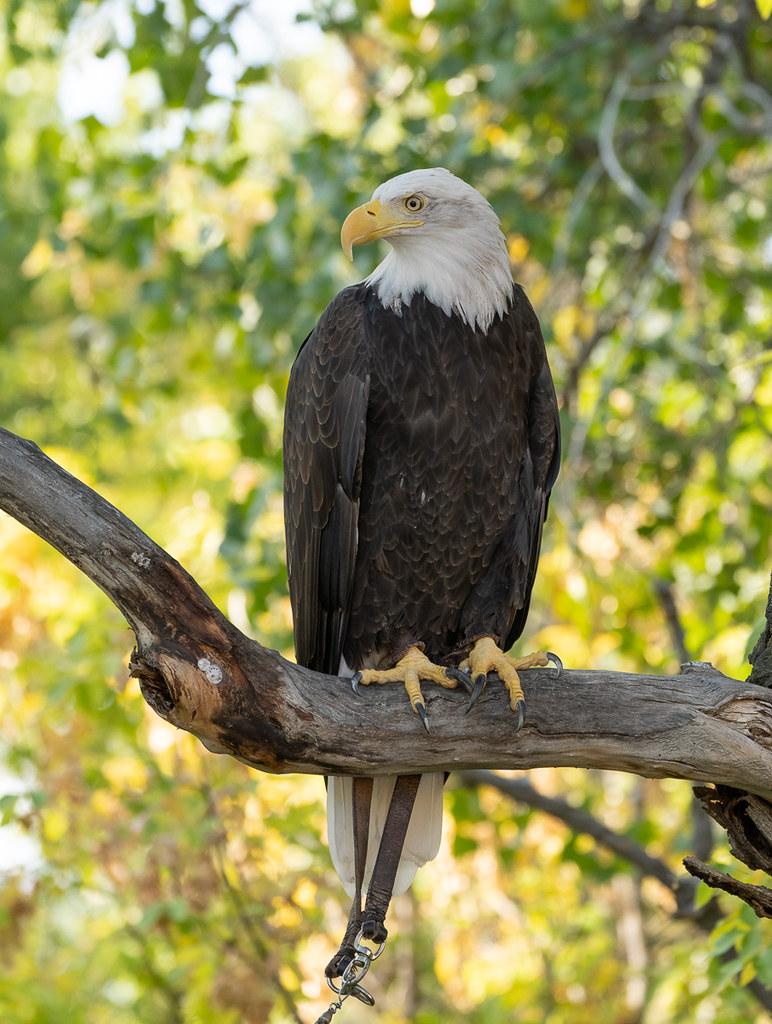 Hawk Quest 7 Bald Eagle Hawk Quest takes their birds to… Flickr