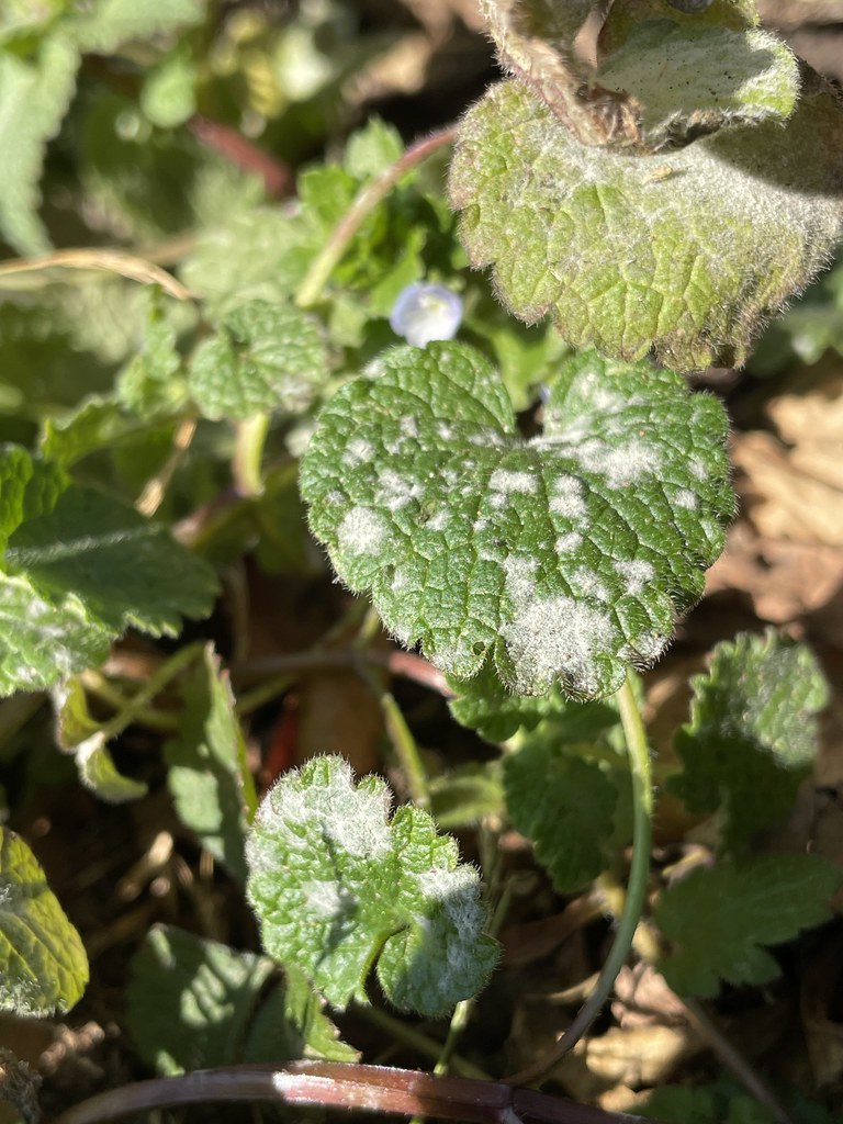 Powdery Mildew on Various Hosts Powdery mint mildew, Neoer… Flickr