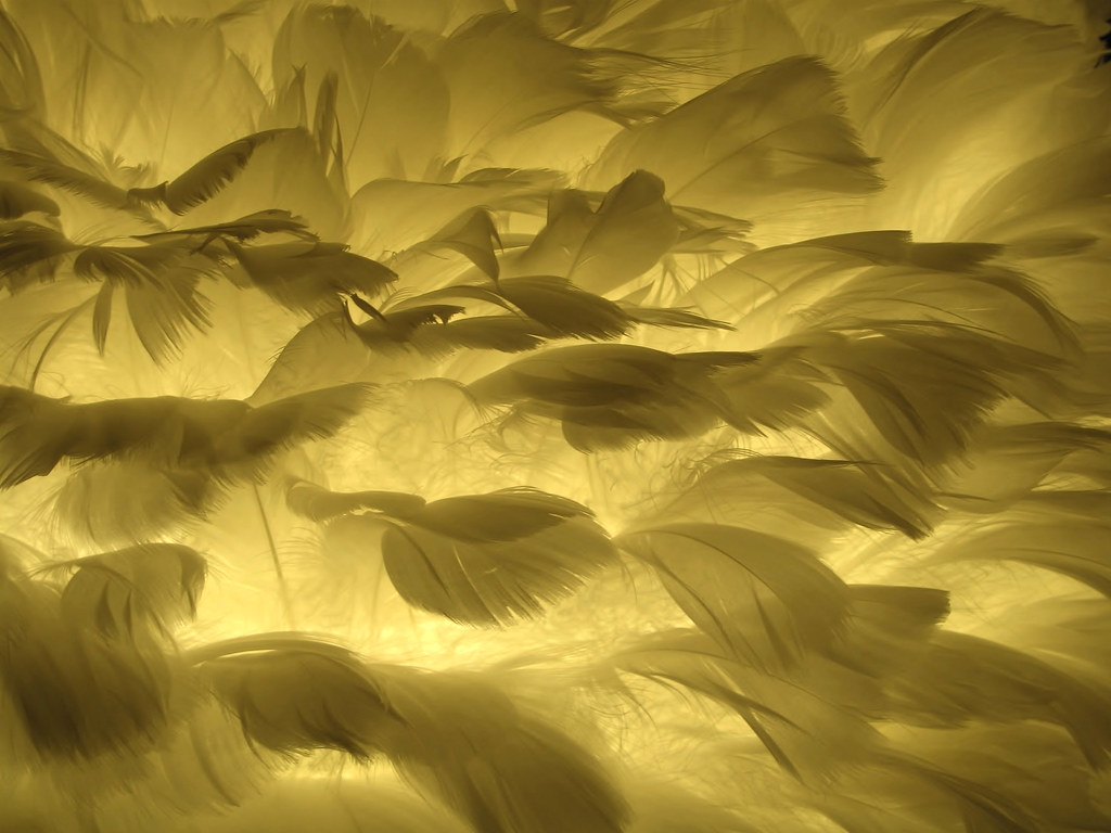 Feather light Seattle Lighting, Bellevue. Rosewoman Flickr