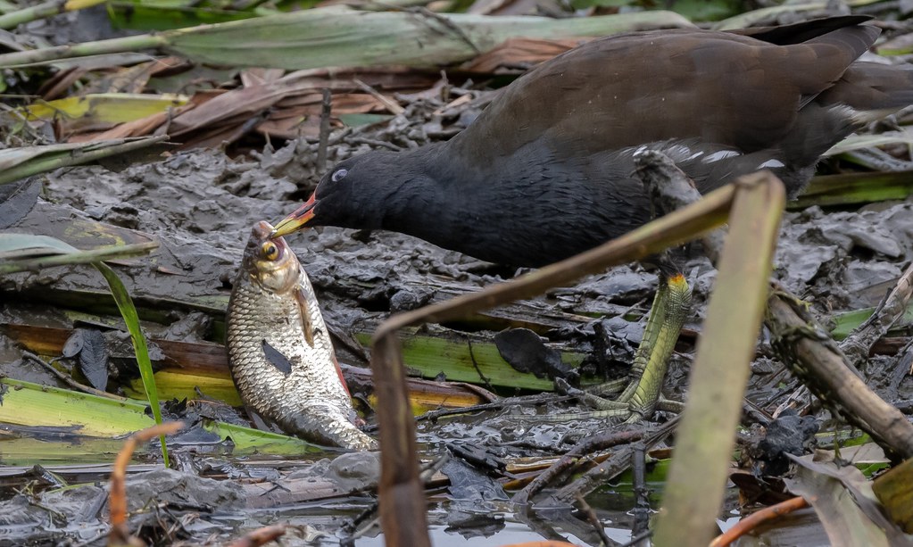Moorhen and fish roger collorick Flickr