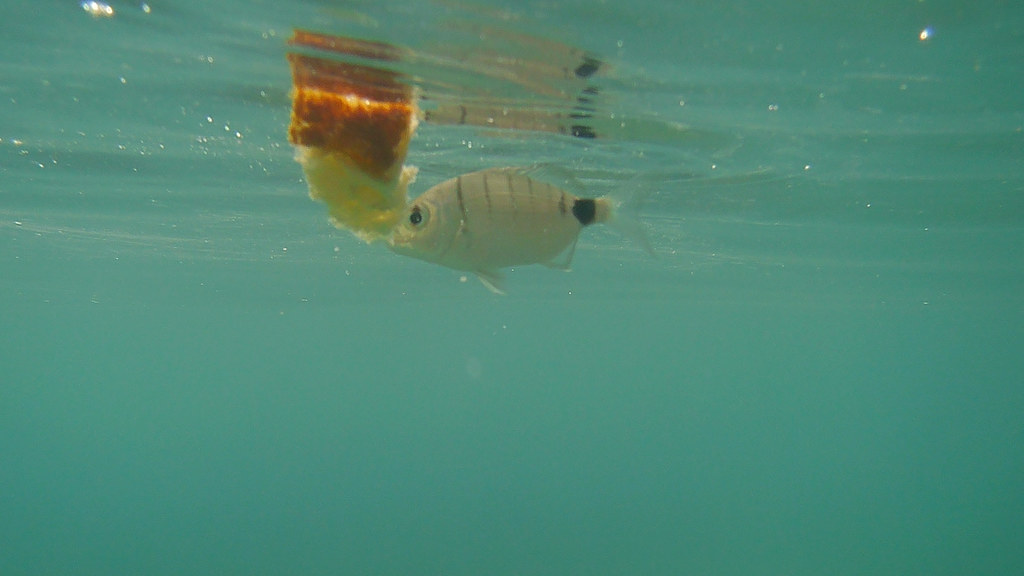 Feeding fish A friend was scattering bread to attract fish… Flickr