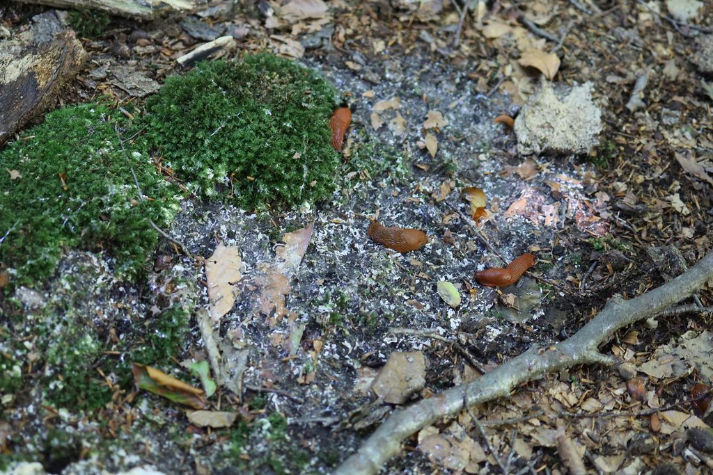 slugs eating moss matej42 Flickr