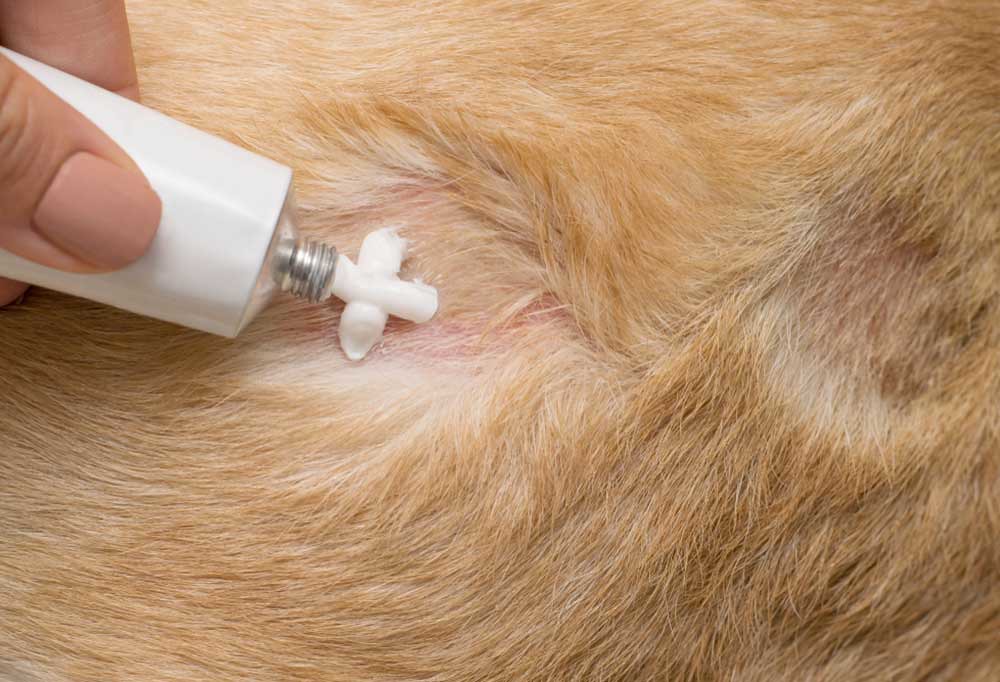 What Cream Can I Put on My Dog's Sore Bum? What to Use Flickr