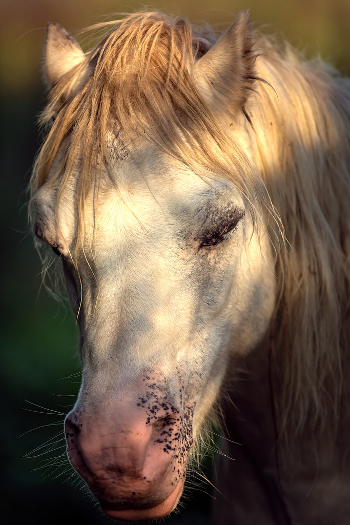 Llanelli Horse _001 Andrew Spencer Flickr