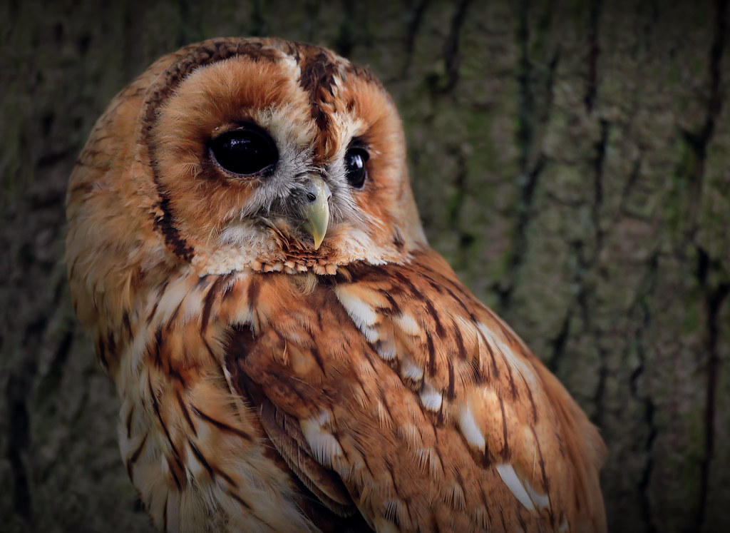 Tawny Owl perched on a tree One of the wonderful creatures… Flickr