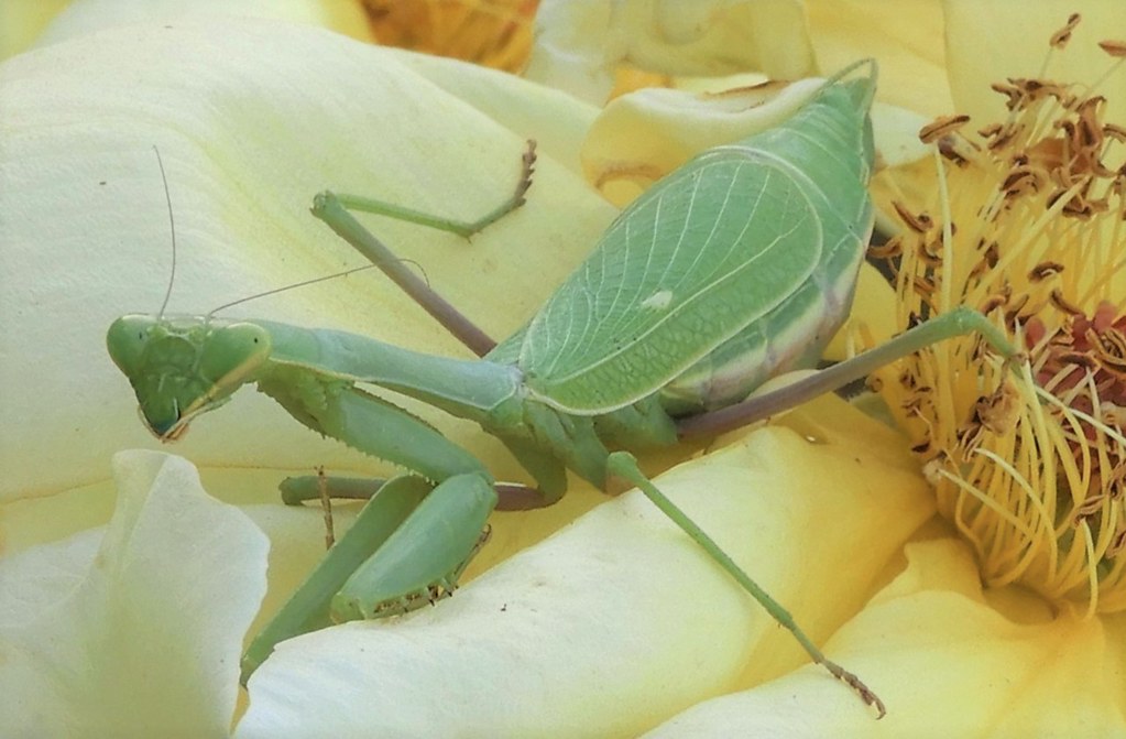 A Mantis on a rose! A green mantis on a yellow rose! Sacra… Flickr