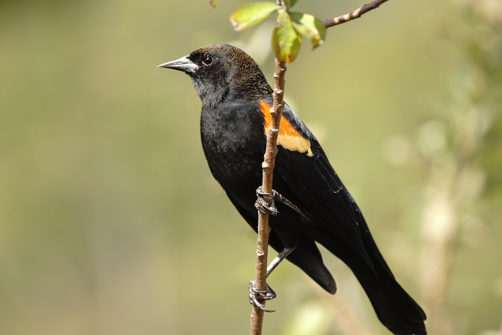 Redwinged Blackbird Burnaby Lake, BC Canada. Tjflex2 Flickr