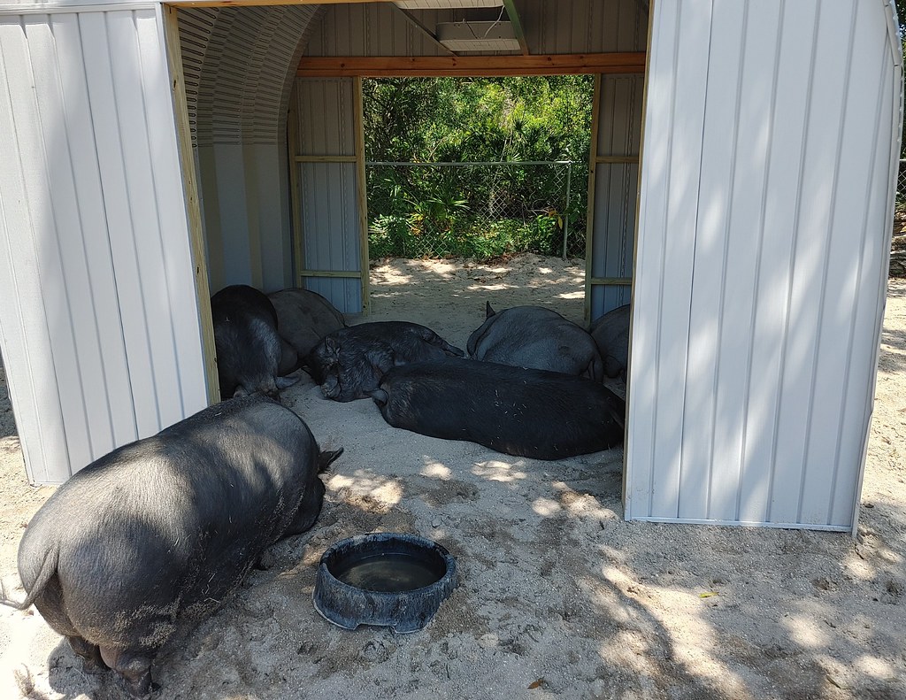 Connie D. N Ft. Myers, FL Animal Shelter S1211x16 … Flickr