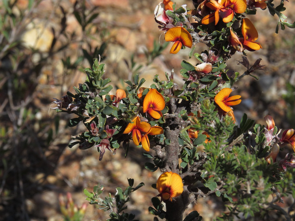 Pultenaea largiflorens Twiggy Bushpea flowers and lea… Flickr