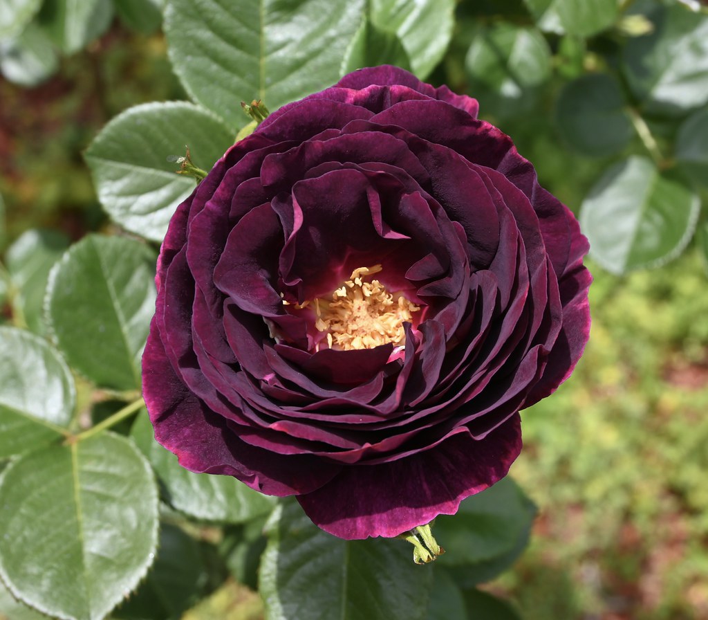 Twilight Zone roses Love the colour Ingrid Van Streepen Flickr