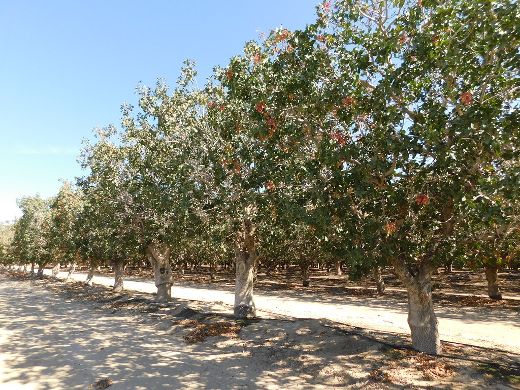 A Pistachio Orchard Bowie, Arizona Jimmy Emerson, DVM Flickr