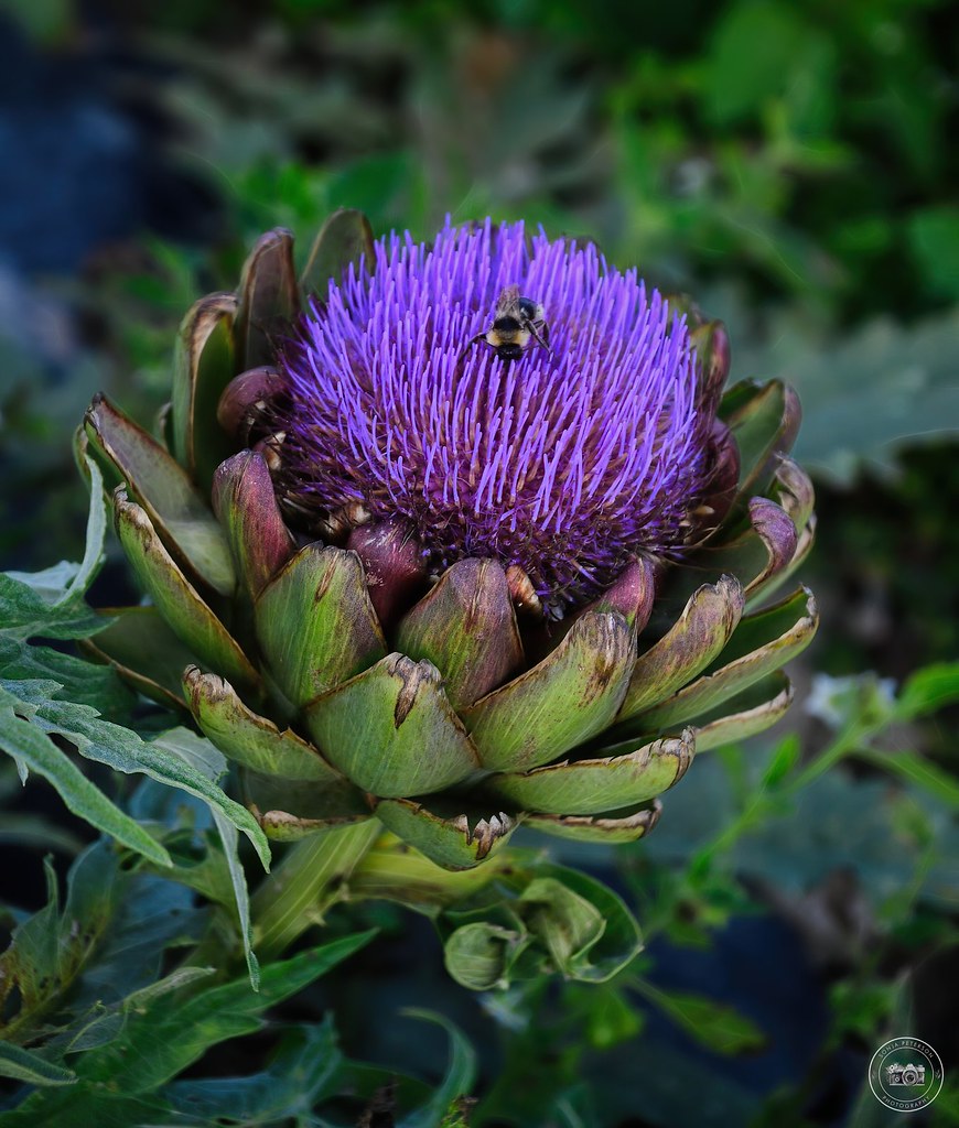 Westham Island Herb Farm Est. 1994 4960 Kirkland Road, Del… Flickr