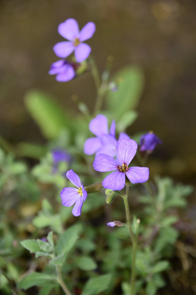 Bletchley, Buckinghamshire Unknown flower perhaps Honest… Flickr