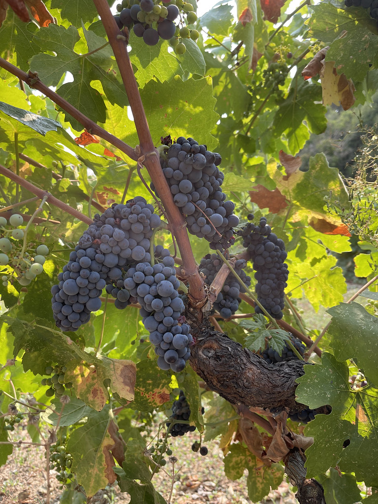 Zinfandel Talmage, California Sarah Stierch Flickr