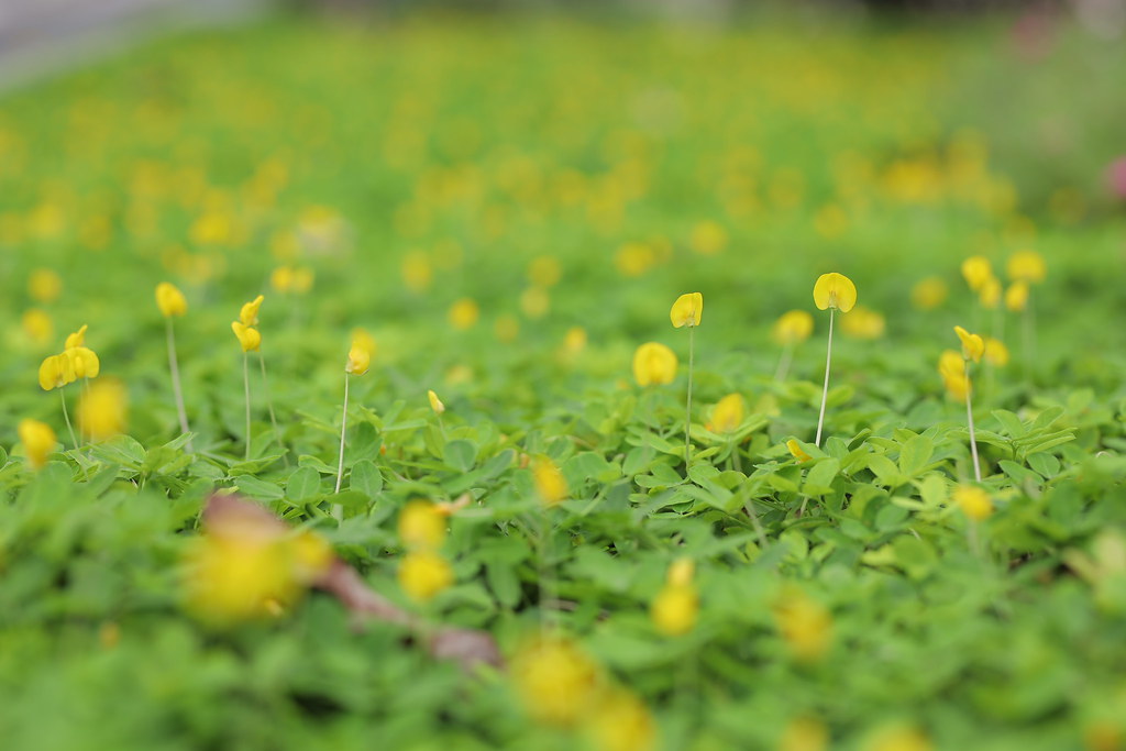 I See Yellow Flowers In The Green Grass Leisle Nguyen Flickr