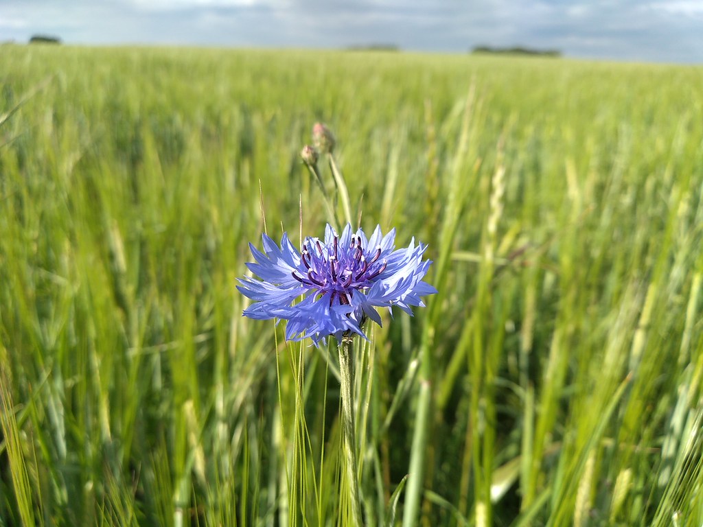 June Cornflower Hale fjflickphotos Flickr