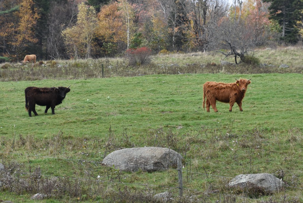 DSC_2886 Pitcher Mountain Farm Stoddard, NH Debbie LaValley Flickr