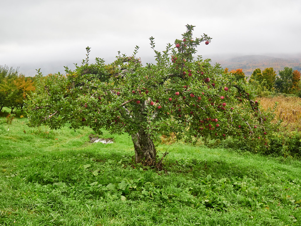 Jaeschke Orchards M.Zuiko 1442mm 3.55.6 EM1 Edgar Omar Flickr