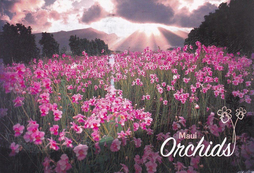 Flower Fields Flickr