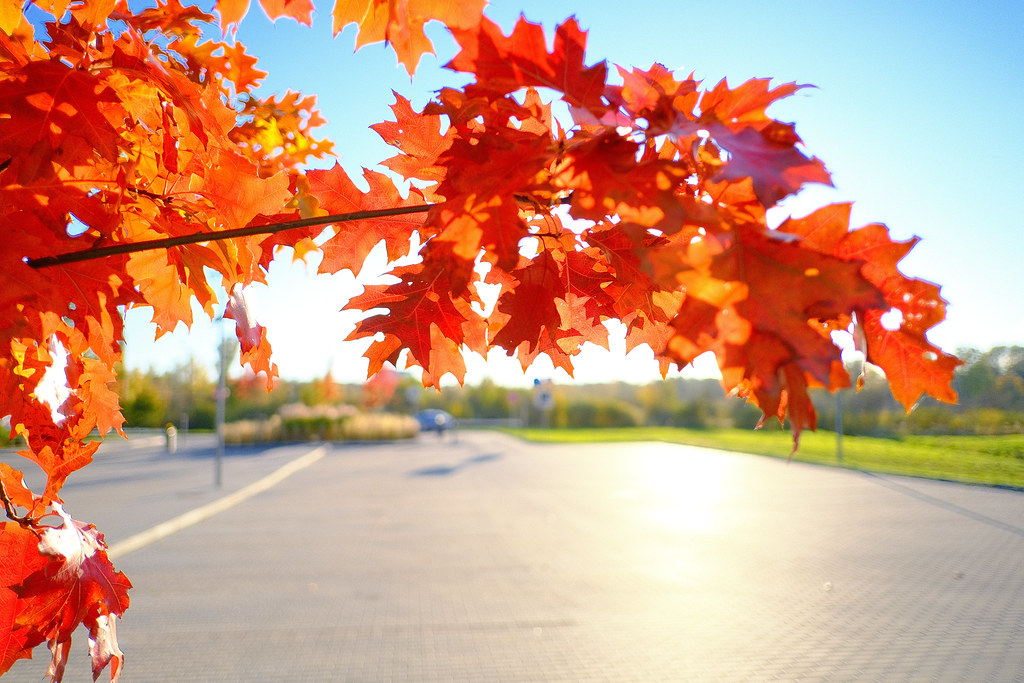 Fall colors 2021 Flickr