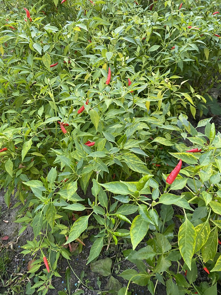 Thai Chili Pepper This is Thai chili pepper(Capsicum annuu… Flickr