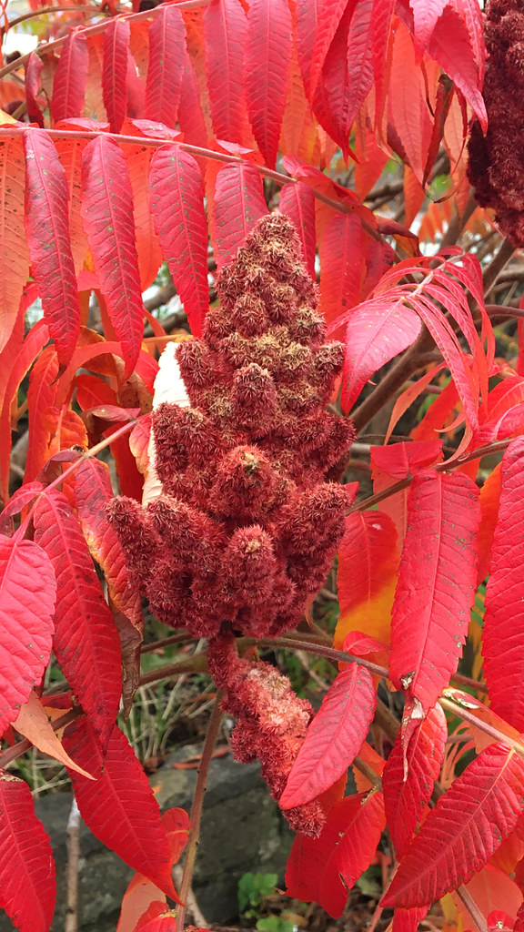  Fruit of the Sumac Sumac, also spelt sumach, is any of… Flickr