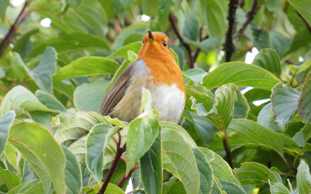 Watch The Birdie Robin in Dunham Gardens watching a plane … Flickr