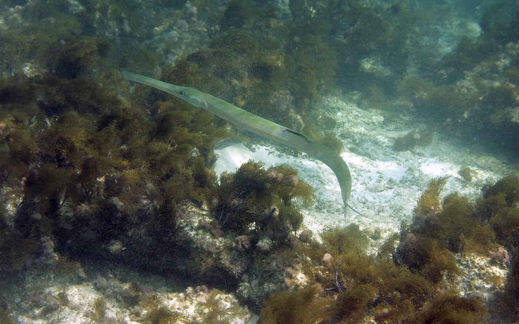 Bluespotted Cyprus CYP_DSC8610_DxO_BIG Rene Stecker