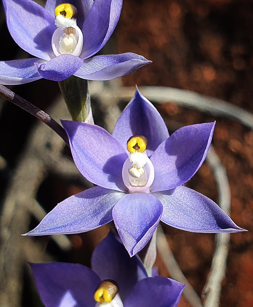 Blue Sun Orchid James Flickr