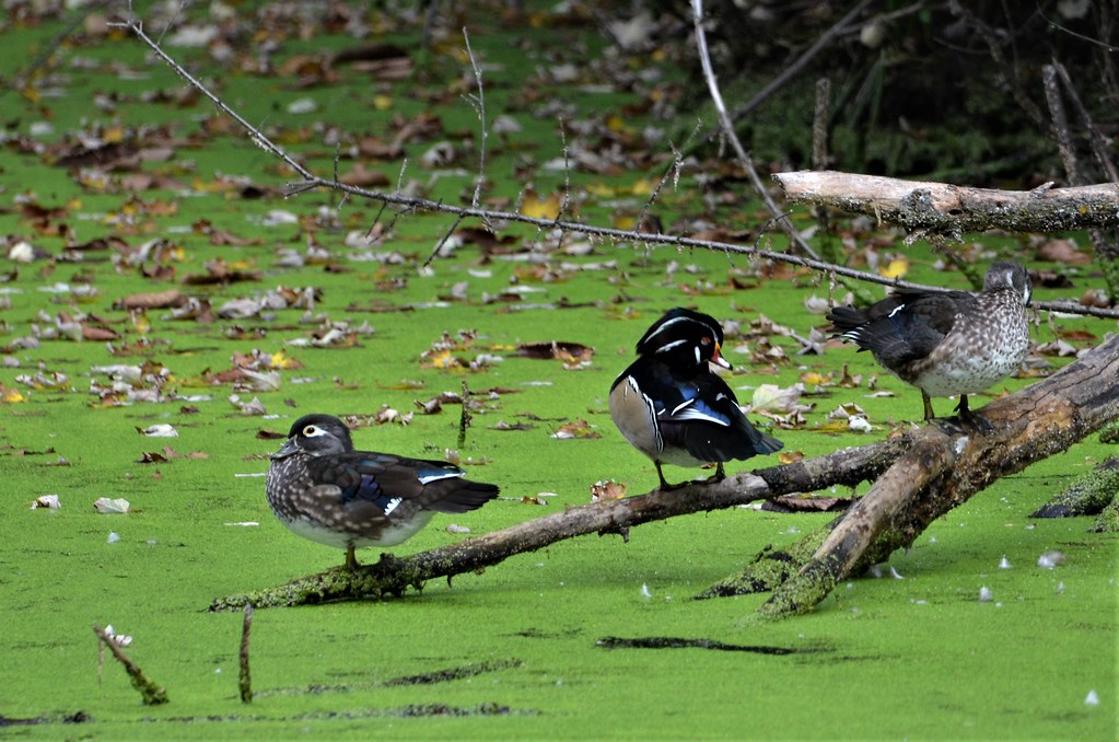 Wood Duck, Minnesota, Anoka County Fridley, Springbrook N… Flickr