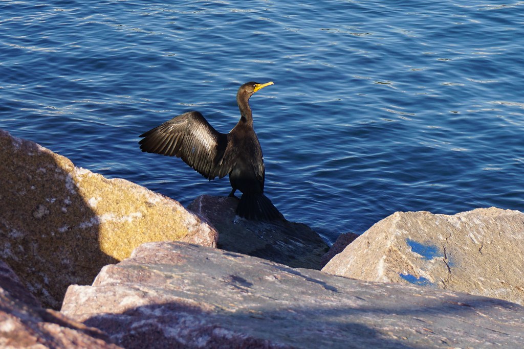 cormorant one wing Gary Brown Flickr