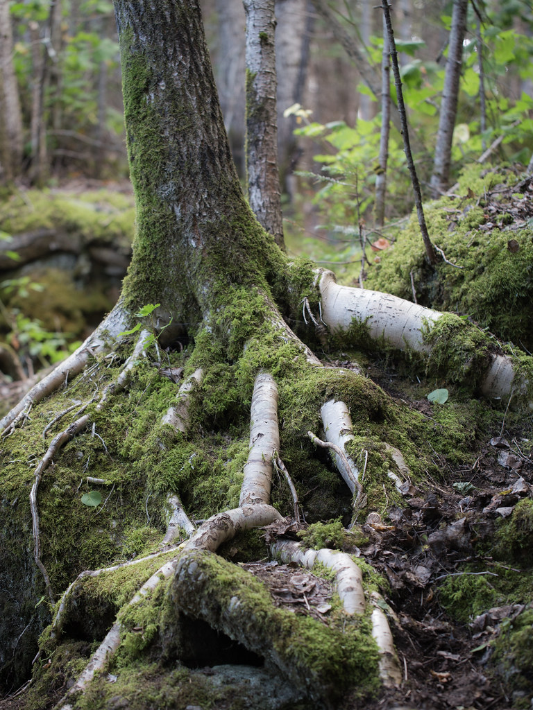Sentier de l'Anseauxbouleaux Parc national du Bic, Québe… Flickr